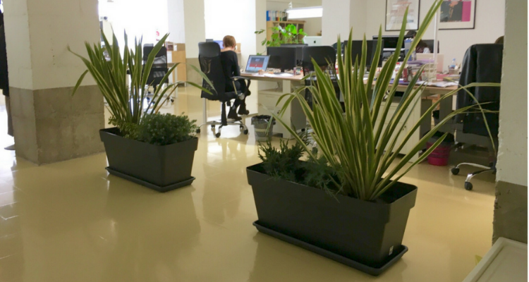 Beneficios de tener plantas en el área de trabajo